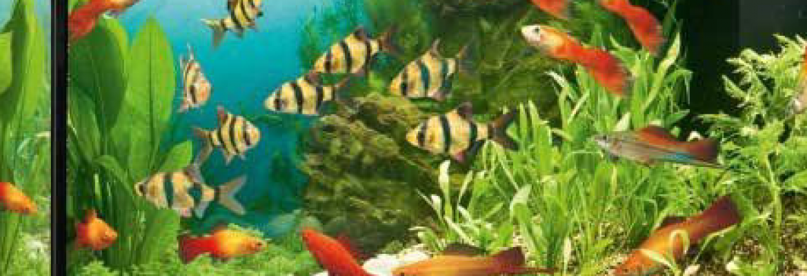 Happy fish mangalore